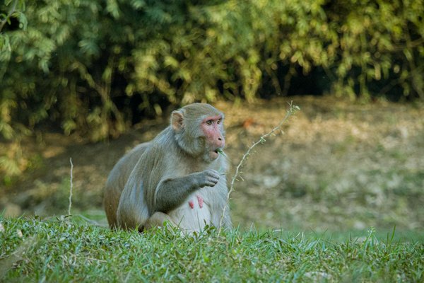 Fabriquer Un Jeu De Roulette