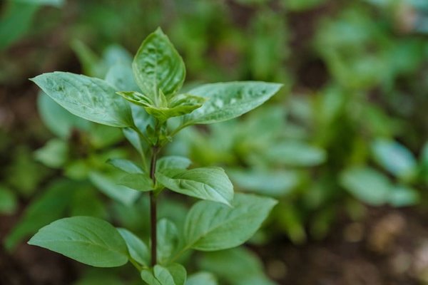 Les tendances éco-friendly en architecture