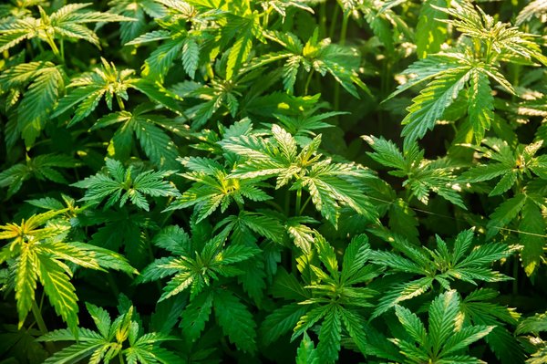 Tout savoir sur les fleurs de chanvre de cannabis